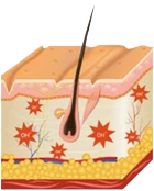 Bőr dehidratáltság és öregedés Kapuváron – az aktív oxigén káros hatásai